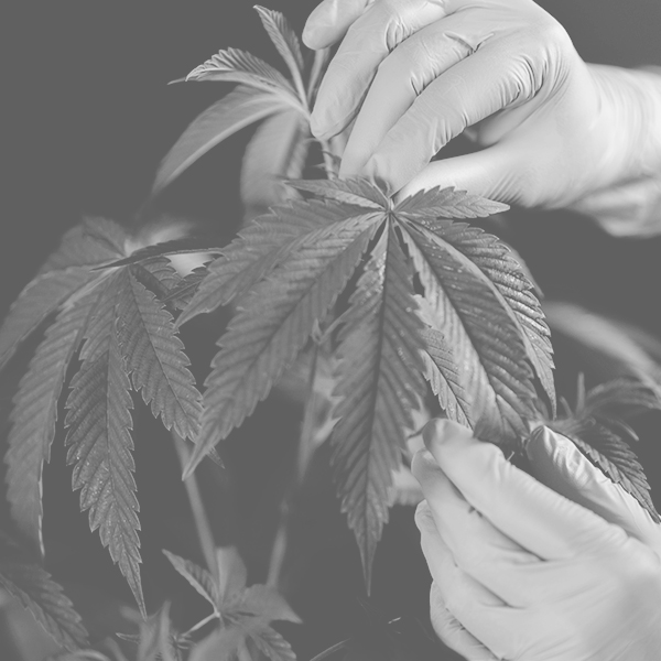 canhify research and development, gloved hands caring for hemp plant