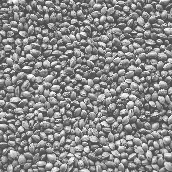 canhify hemp seed photo